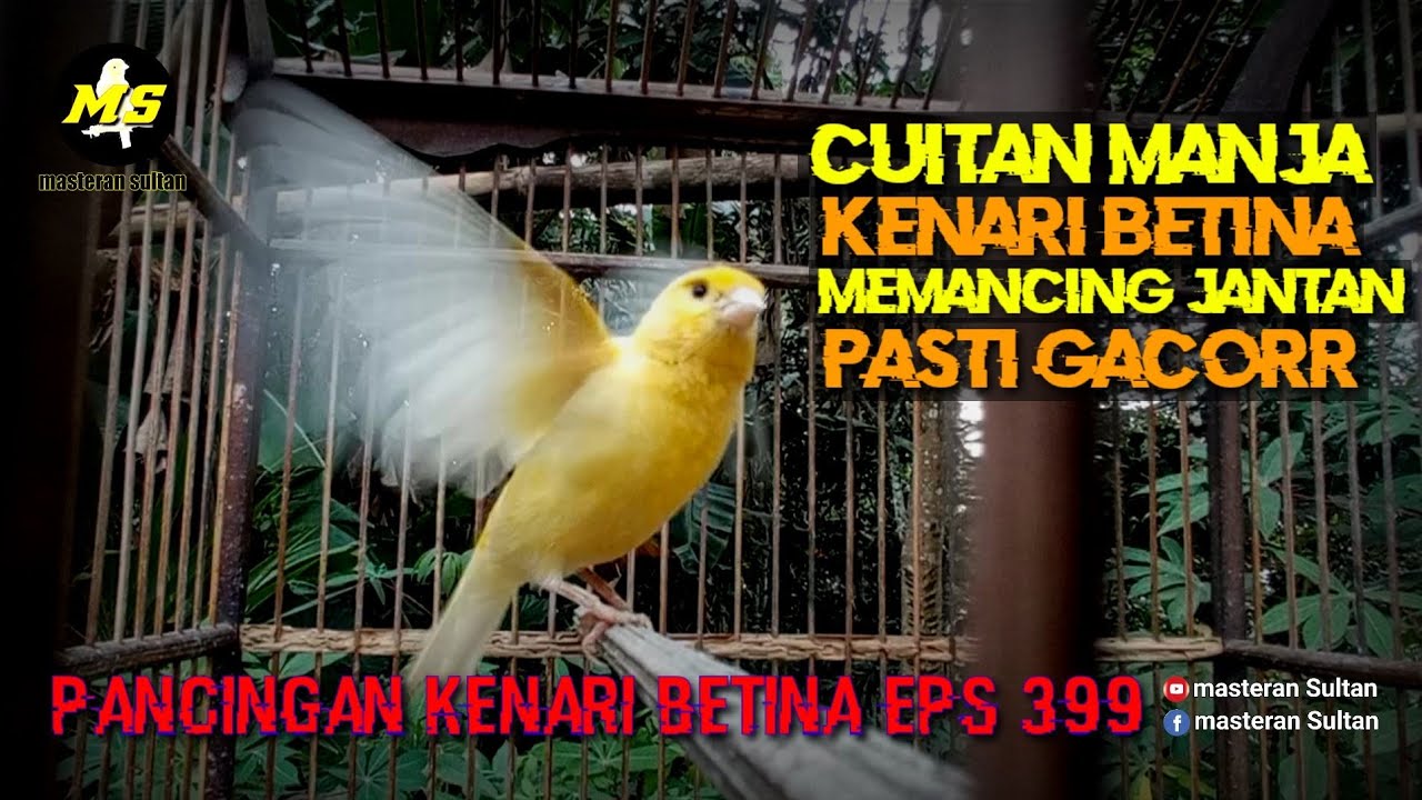 PANCINGAN KENARI BETINA MEMANGGIL JANTAN EPS 399 