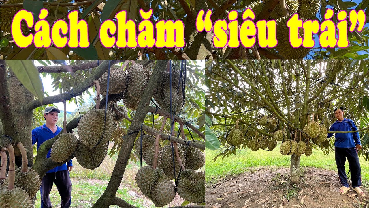 TỔNG HỢP KỸ THUẬT CHĂM SÓC SẦU RIÊNG CỦA KHU VƯỜN 