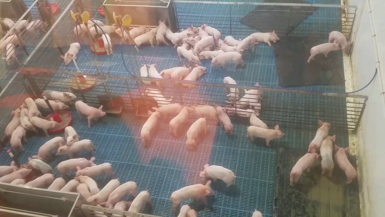 Daycare trip to Fair Oaks Farm in Fair Oaks IN