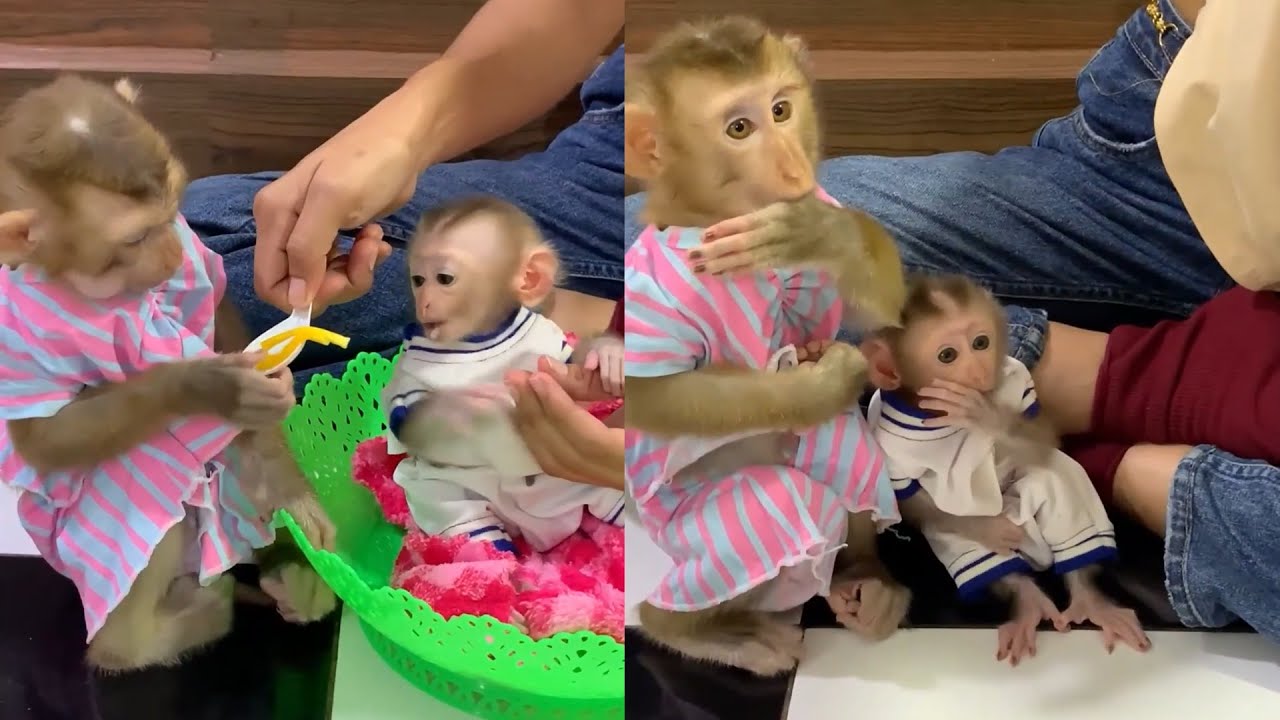 Big Sister Monkey Feeds & Protects Tiny Baby 🐒🥄💗 | Cutest Moment Ever