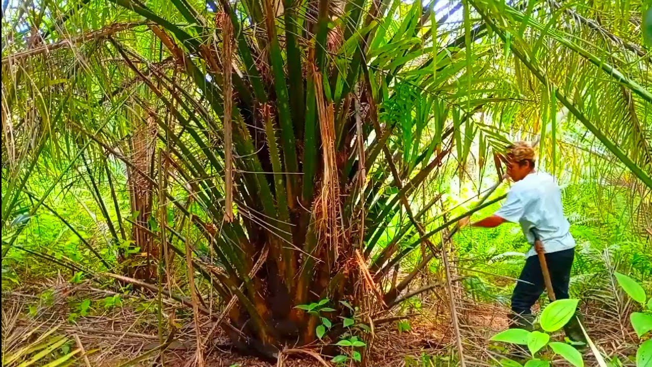 Terlalu banyak lahan yang tidak di rawat