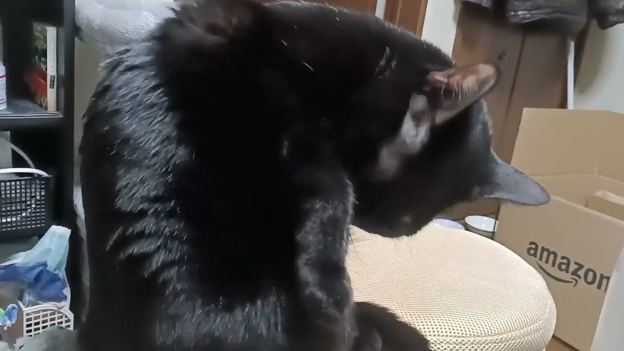 丁寧に毛づくろいこま