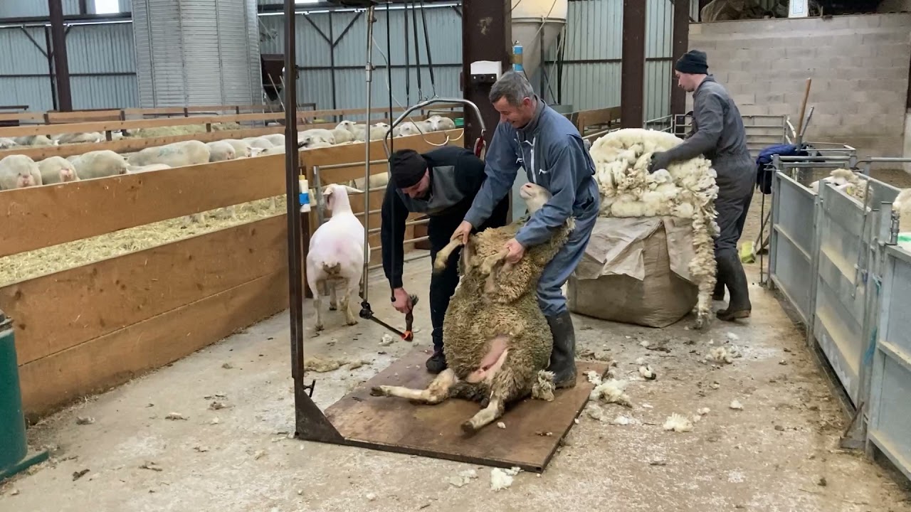 La tonte des moutons