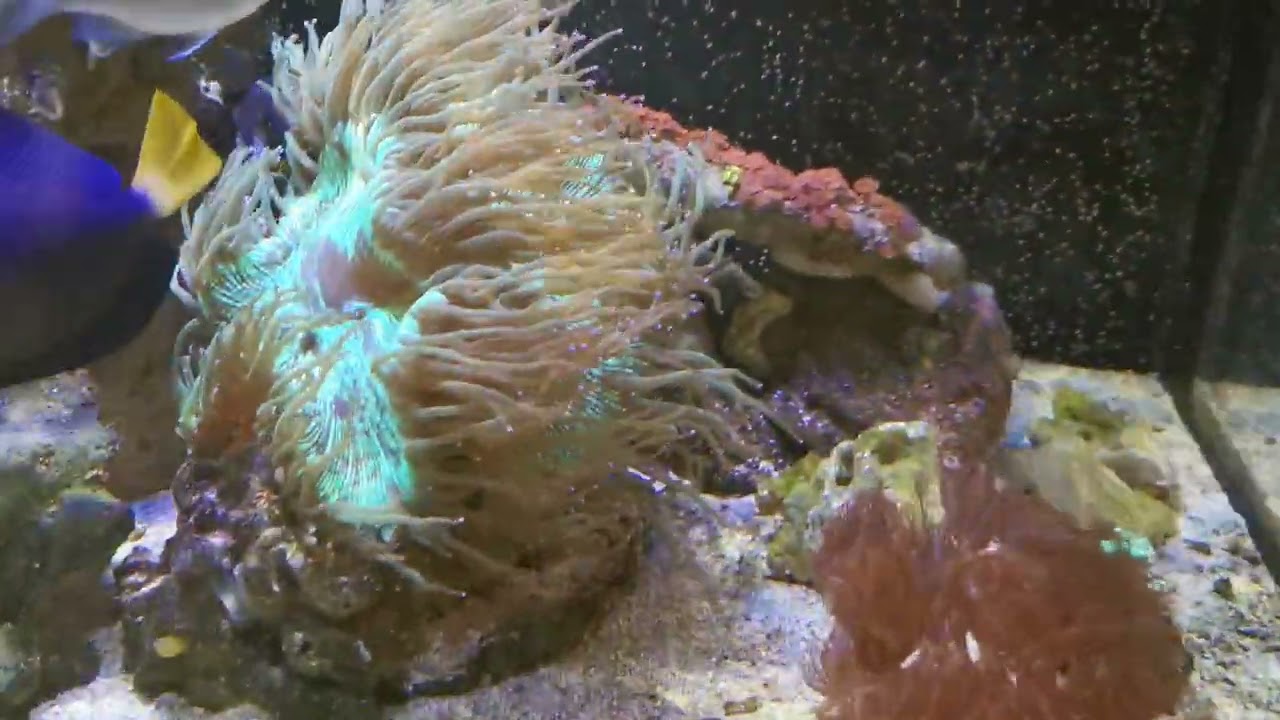 Coral Review - Duncan coral