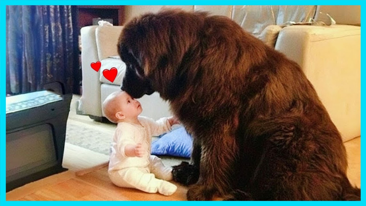 Cutest Giant Dogs Protecting Babies Like Their Own Puppies 😂 NEW Funny Animal Videos 2026!