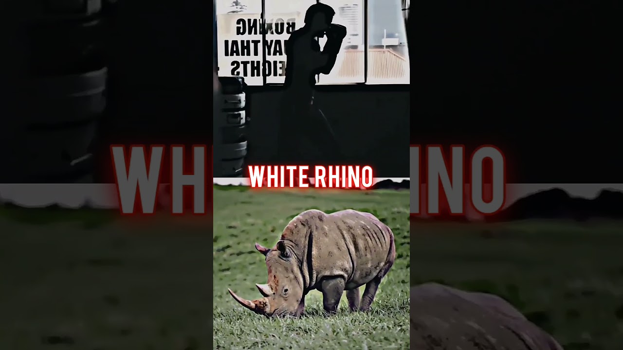 Peak Human vs Animal Kingdom (outdated kinda)