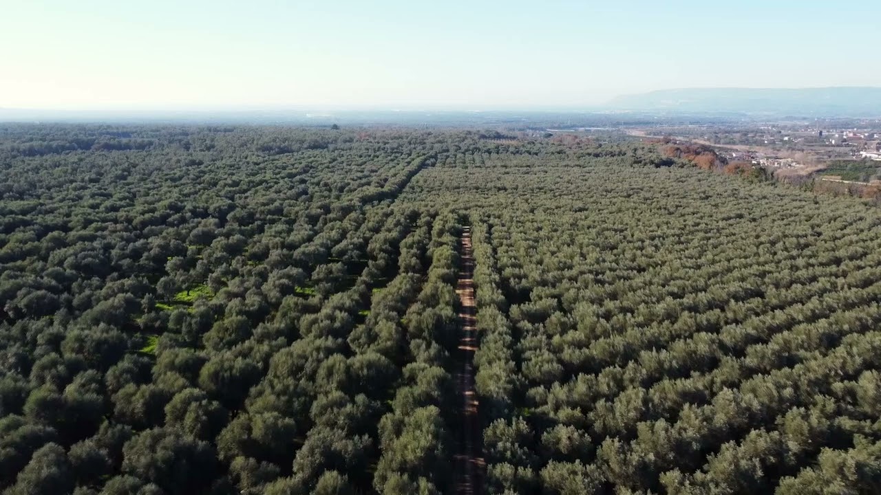 Olio di Calabria IGP