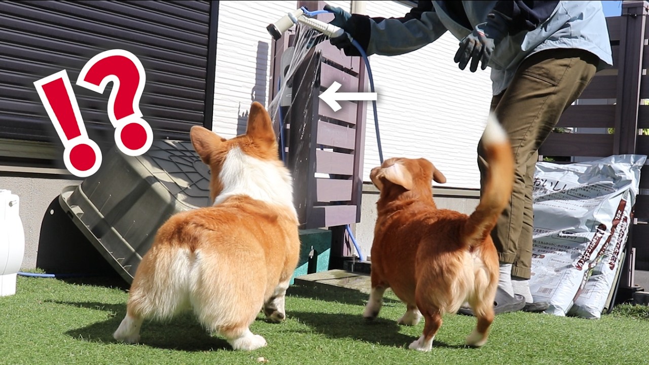 【コーギー】はじめての家庭菜園はそれ以前の問題でした・・・；【なかのグリル】