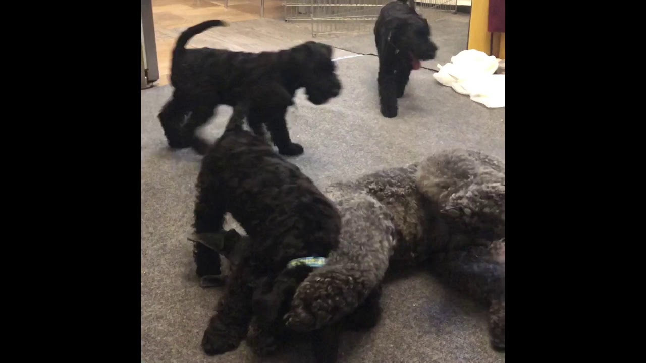 Puppies Kerry blue terrier