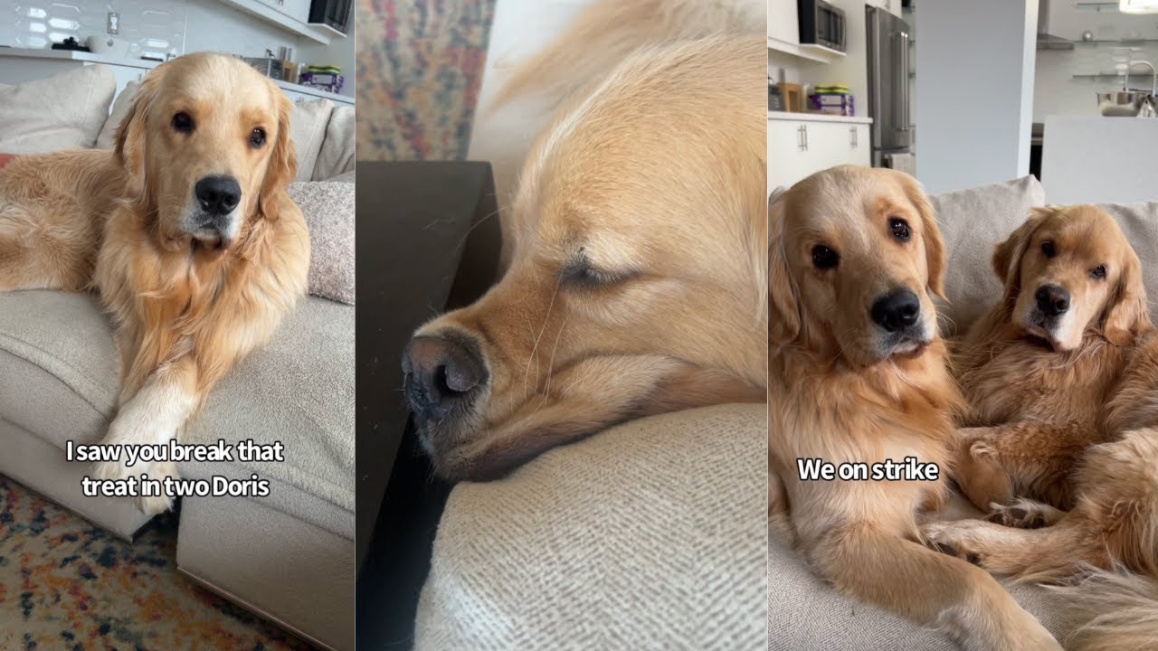 A Week ln The Life Of My Golden Retrievers