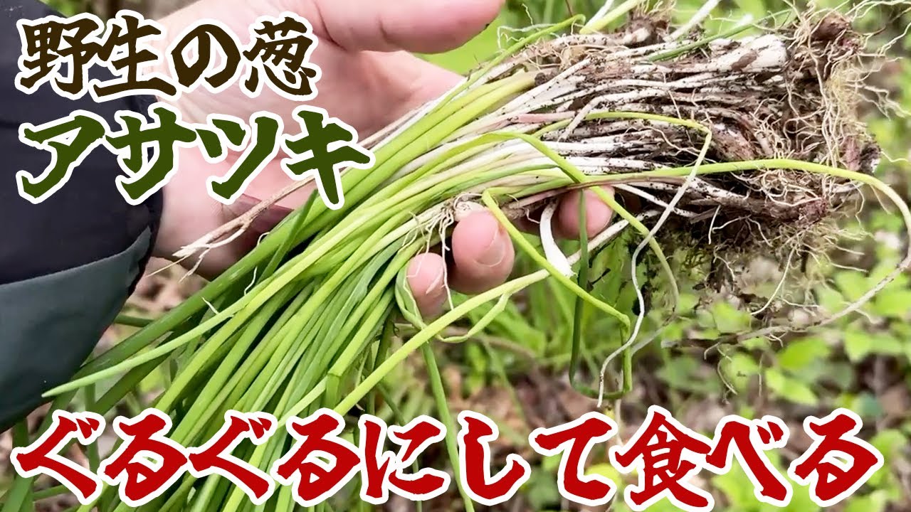野生の葱・アサツキをぐるぐるにして食べる