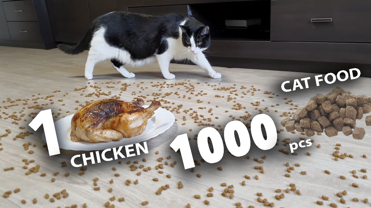 1000 шт кошачьего корма или 1 курица?