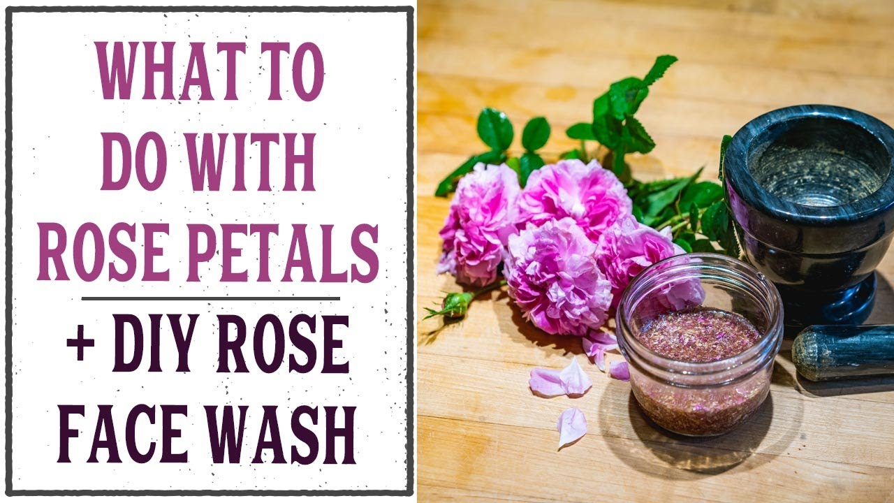 Medicinal Uses for ROSE PETALS + DIY Rose and Honey Face Wash for Dry, Aging Skin