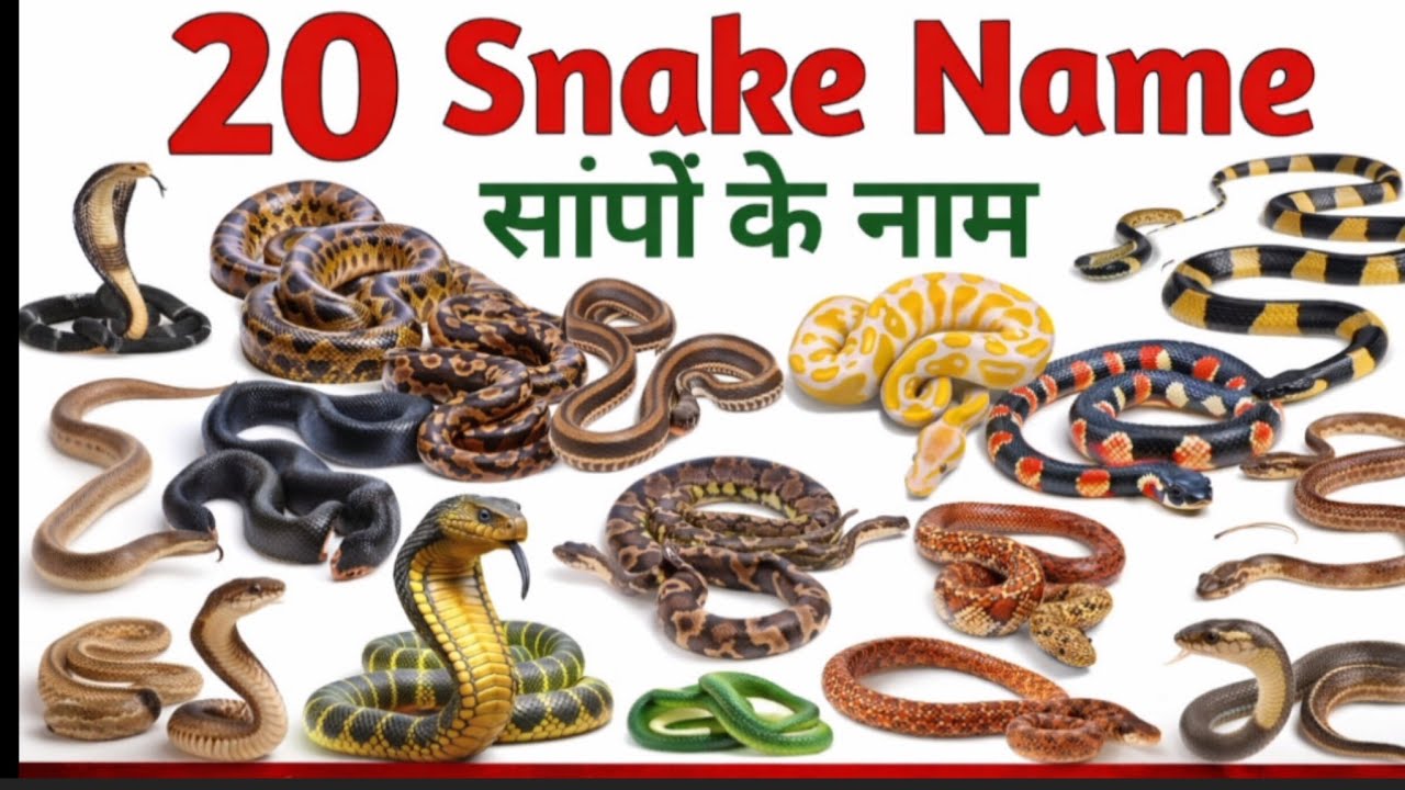 20 सांपो के नाम बच्चों के लिए । learn snake name in english easy learning for kids । Preschool video