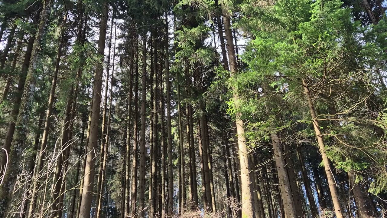 Relaxing Swiss Woodland Ambience – 1 Hour of Soft Birds in 4K & STEREO