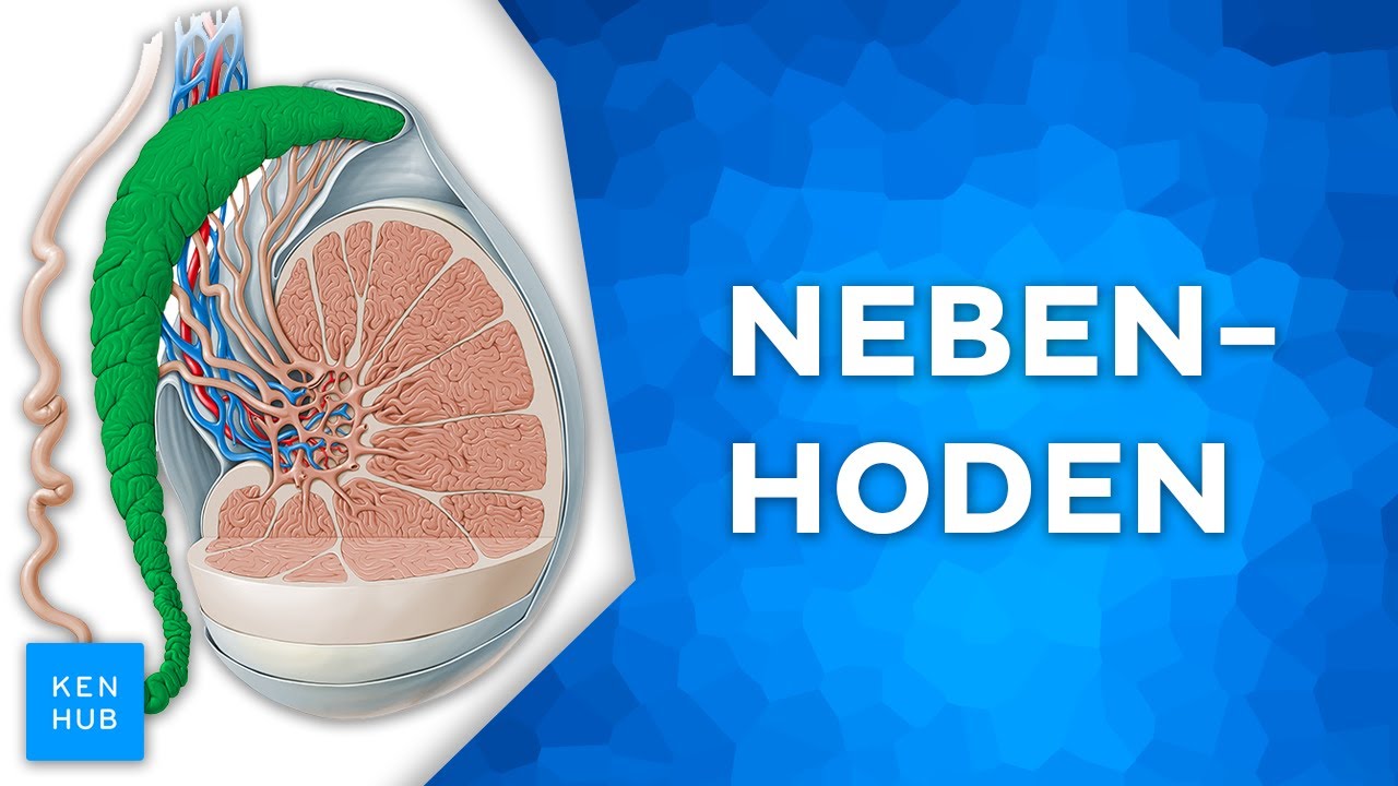 Nebenhoden: Aufbau und Funktion einfach erklärt | Kenhub