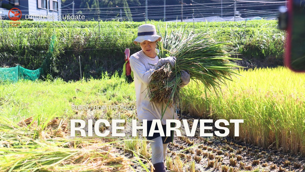 WE HARVEST OUR OWN RICE!!