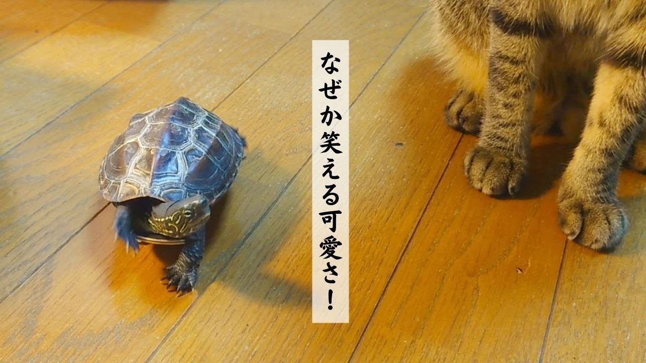 【総集編】スケボー亀、走る亀【Skateboarding turtle, running turtle, omnibus】