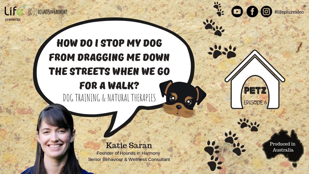 How Do I Stop My Dog From Dragging Me Down The Streets When We Go For A Walk?
