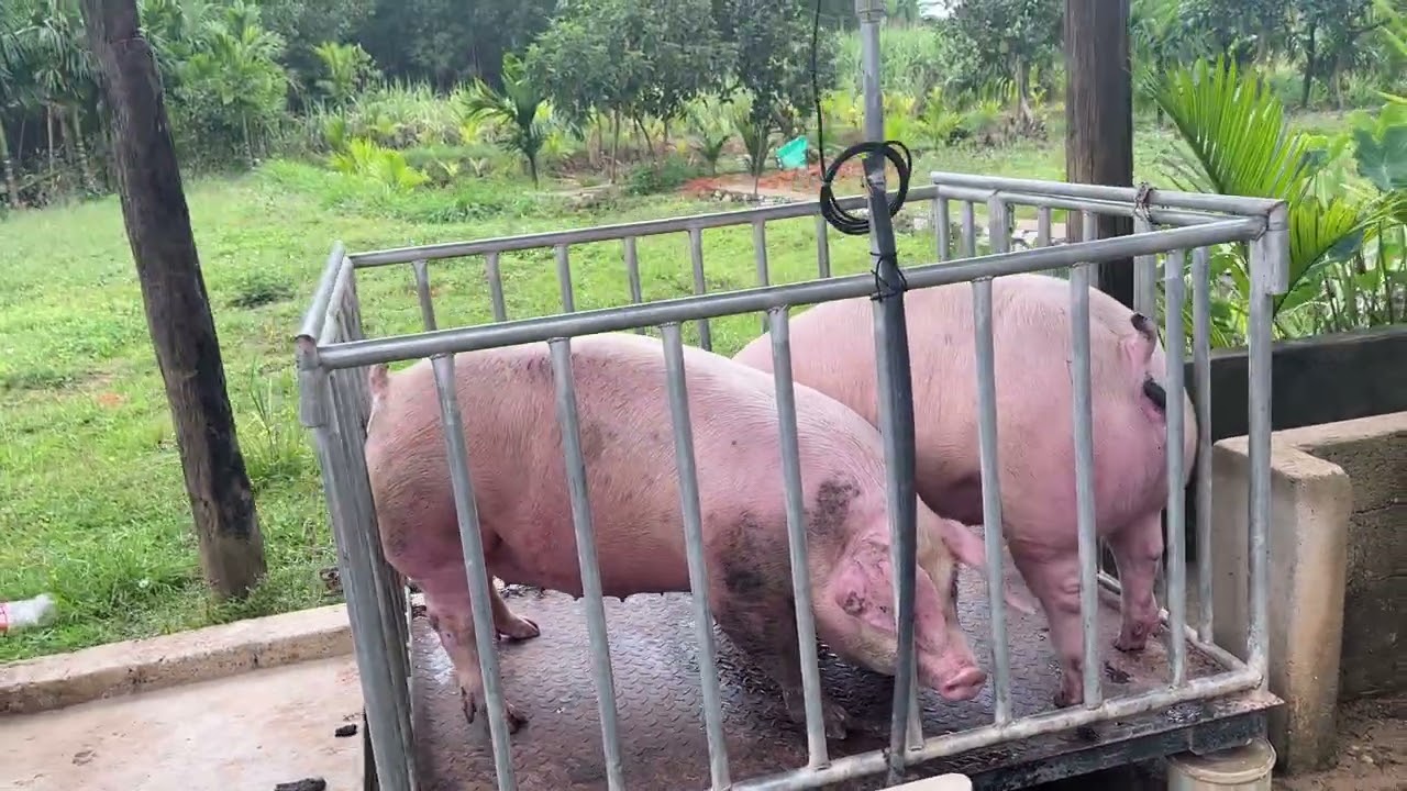 Bán 2 con lợn thịt siêu nạc được 18.700k