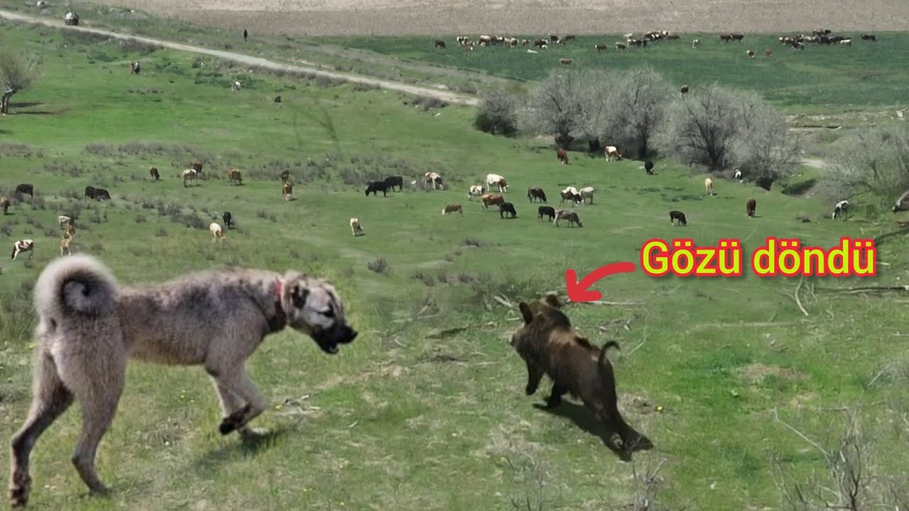 SALDIRGAN DEV AZILI DOMUZ KUDUZ OLMUŞ GİBİ ÇILGINA DÖNDÜ~KÖPEKLER KOVALAYINCA ÇOBANIN ÜZERİNE KOŞTU