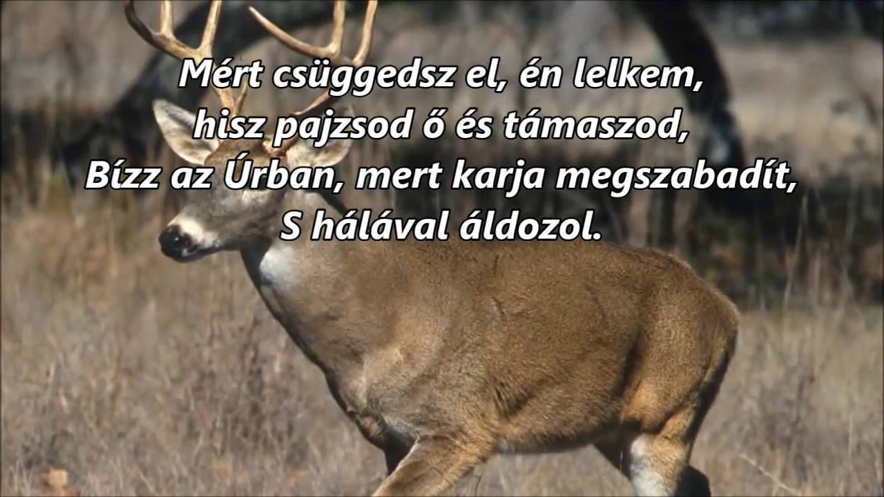 Mint szarvas hűs vízforrásra