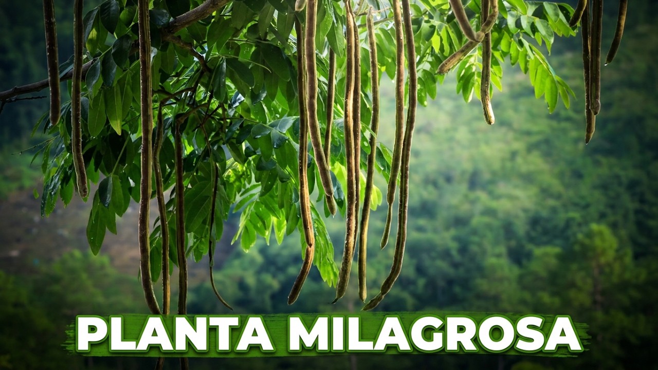 🥇🌿 ¿Conoces el árbol más importante del Mundo?