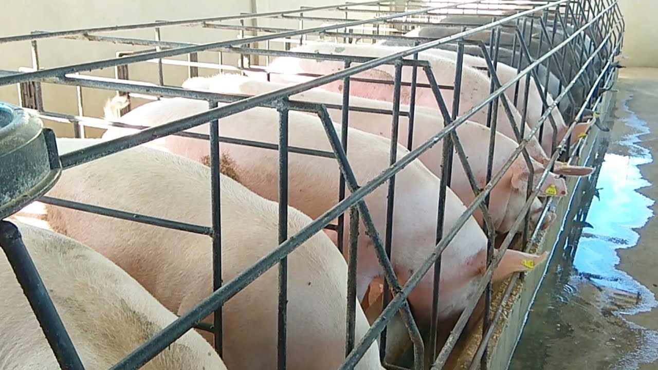 Fui Visitar Um Criador de Suínos em Mororó Distrito de  Barra de Santana-PB | Confira a Qualidade