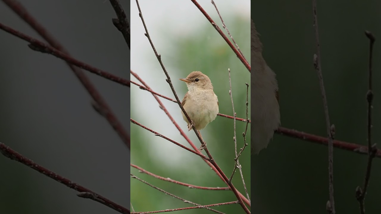 A Blyth's reed warbler song #shorts #birdsounds #birdwatching #birds