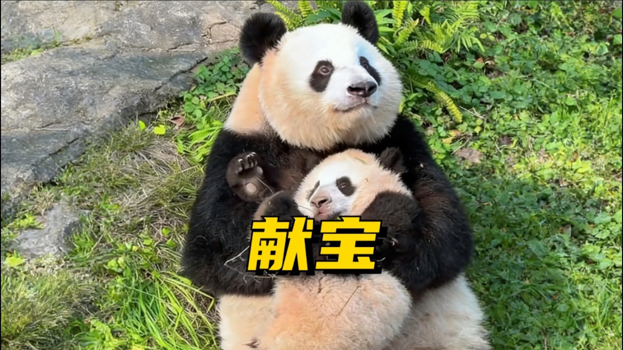 熊猫妈妈良老六开始献宝了#panda #大熊猫 #redpanda夕消 #cute #cutepanda #上野パンダ #funny #animals #pets #zoo