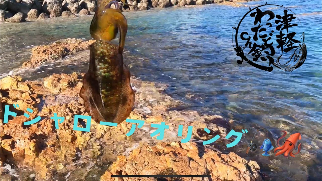 こんなところにアオリイカ！？🦑シャローエギングのコツ教えちゃいます🎣(前編)