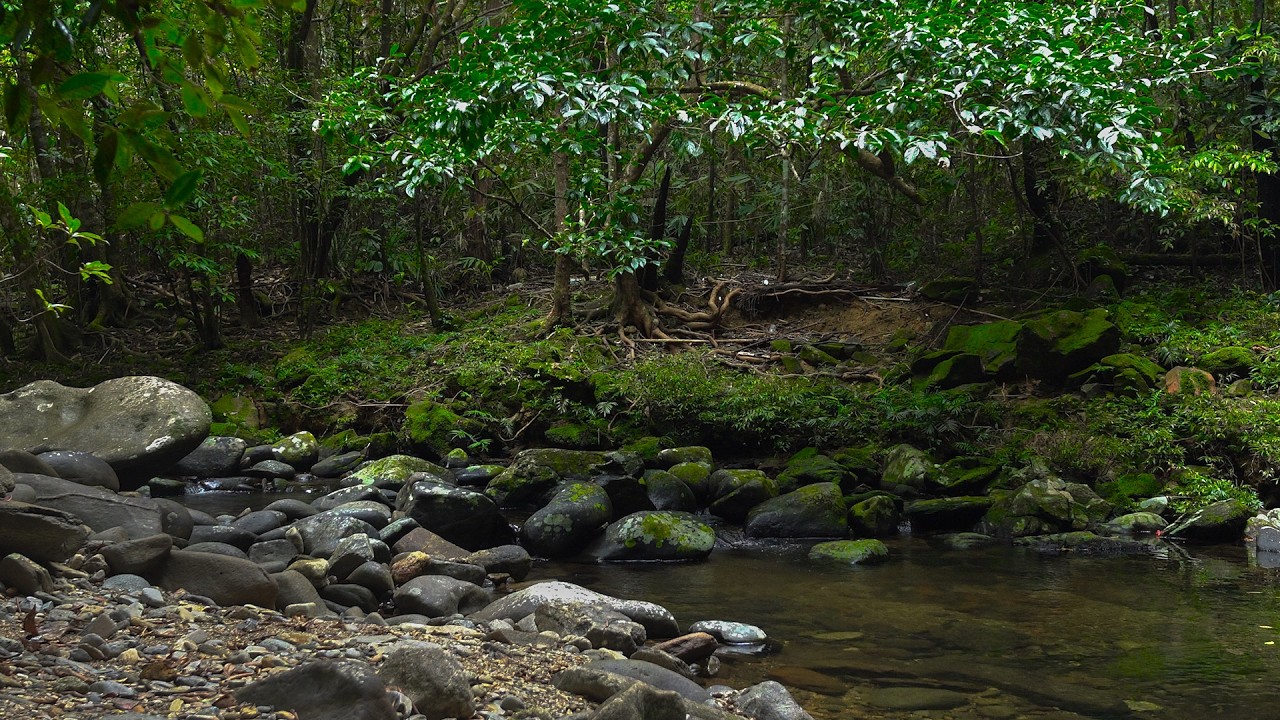 Relaxing Nature Sounds, Beautiful Stream Sounds, Birds Chirping, Lovely Nature Sounds