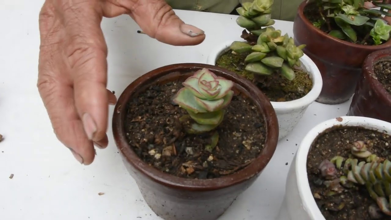 Cultivo y reproducción de los anticuchos