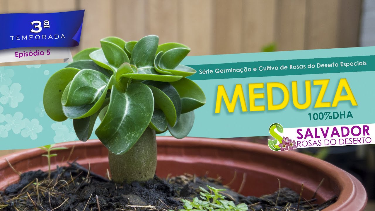 Medusa DHA a queridinha das Rosas do deserto Dorset Horn Adenium