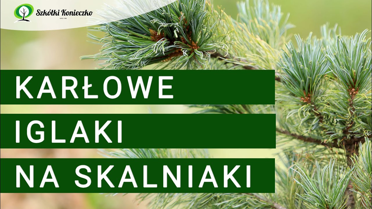 Karłowe iglaki na skalniaki, klomby i do donic