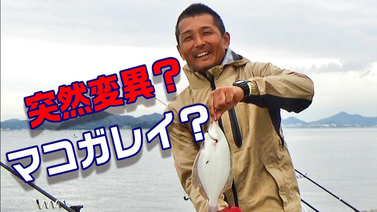 こんなマコガレイ見た事無い！？良型カレイ連発！！全員安打！？ 〖後編〗　【魚神の釣りいかれへんわ】