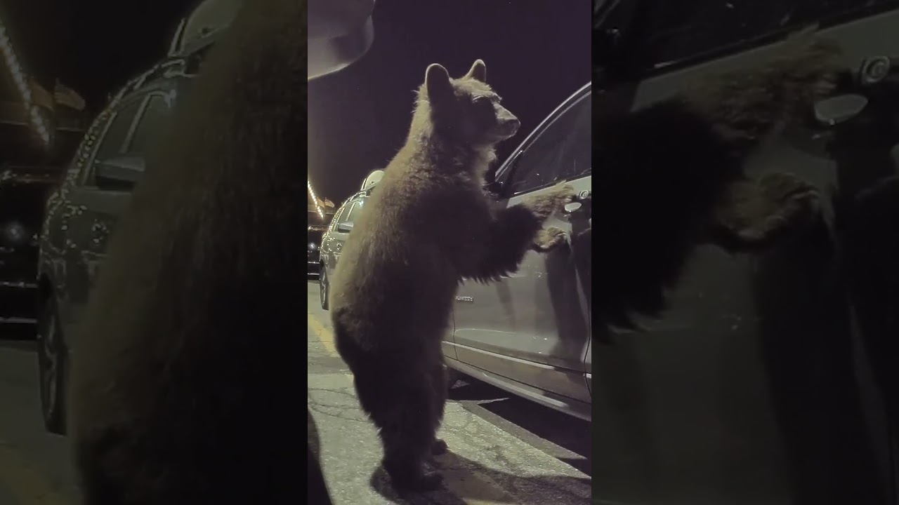 TESLA SENTRY MODE CAUGHT BEAR IN ACTION