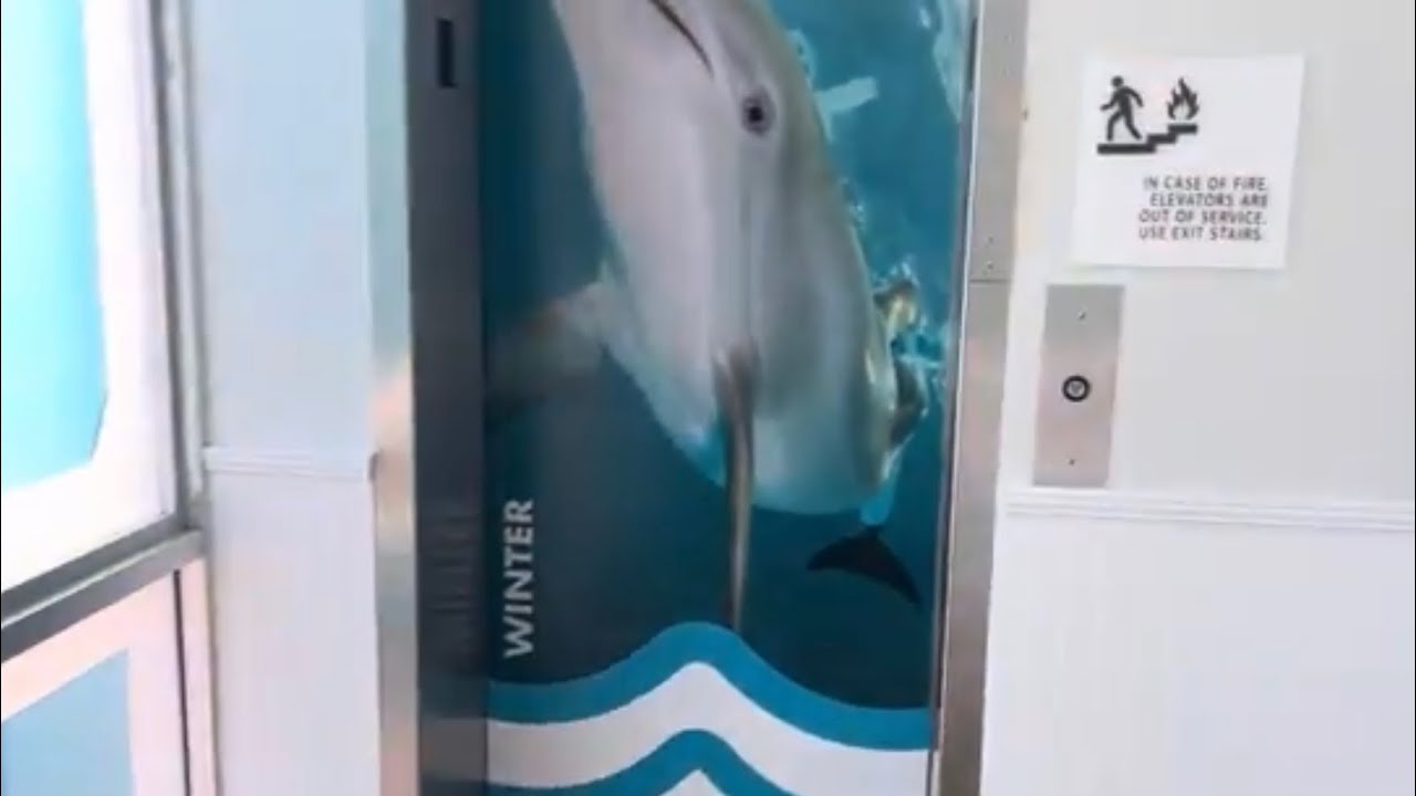 “Under The Sea” General Hydraulic Elevator @ The Winter The Dolphin’s Beach Club-Clearwater Beach FL