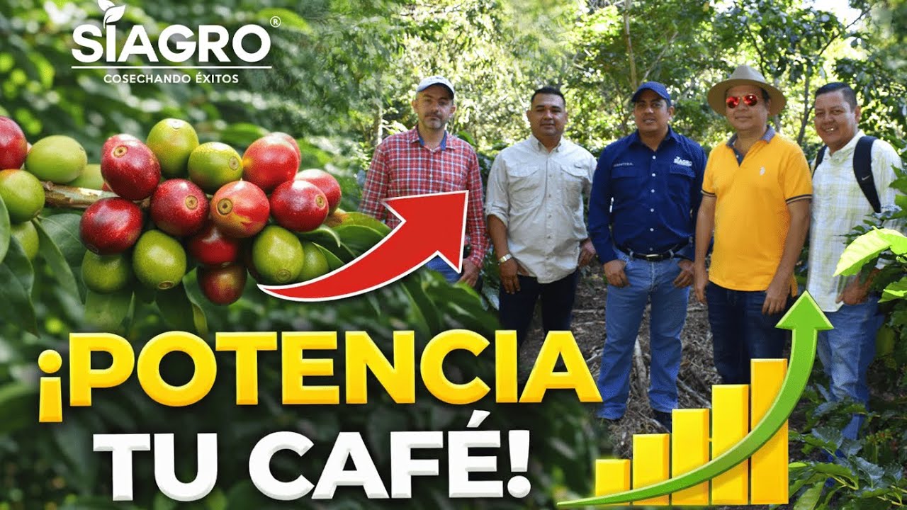 El secreto tecnológico de un café de alto puntaje: El silicio, Nutrición y diagnóstico preciso.
