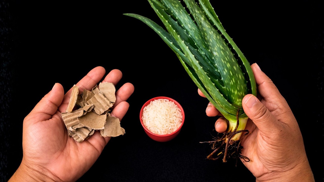 Uma Nova Técnica de Como Plantar Babosa em Vasos