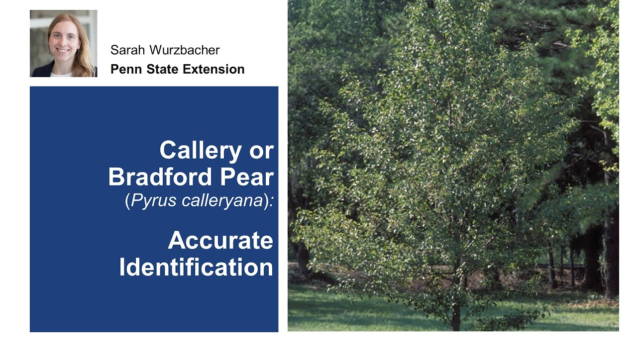 Callery or Bradford Pear: Accurate Identification