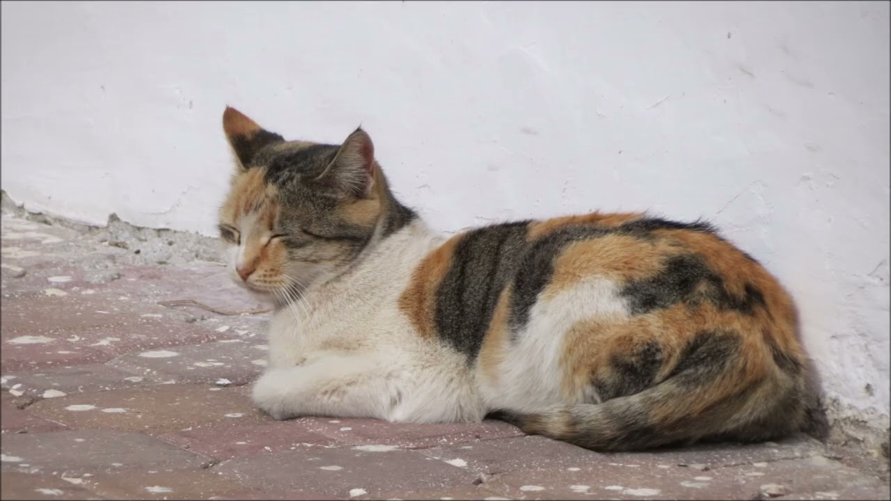 Ja mam kota, kot ma mnie...