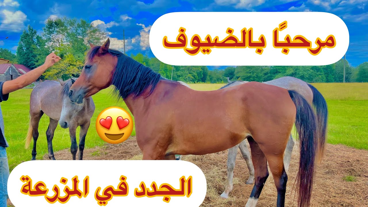 أجود  وأجمل الخيول العربية بأمريكا ❤️❤️🐎🐎🇺🇸