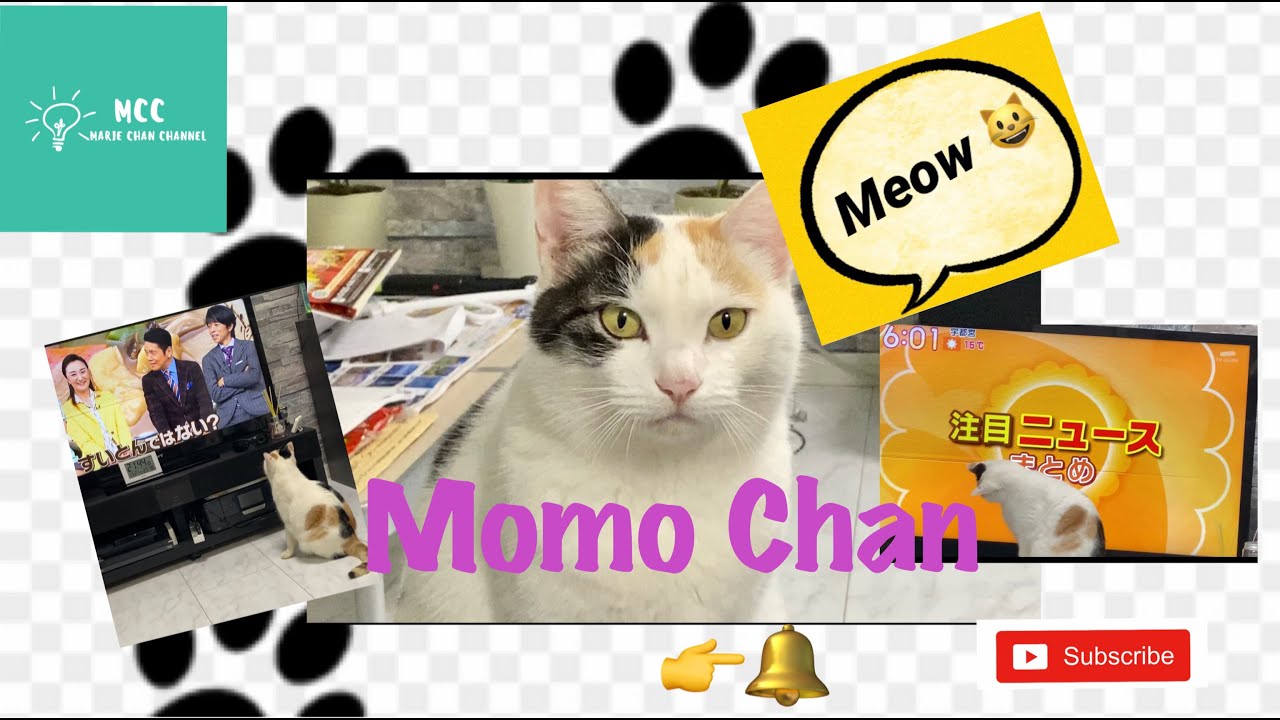 [三毛猫] テレビ大好き猫（ももちゃん）calico cat loves to watch tv!