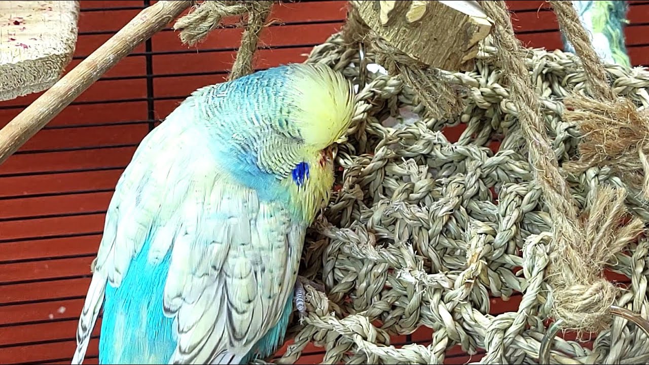 7 hours of relaxing budgie sounds