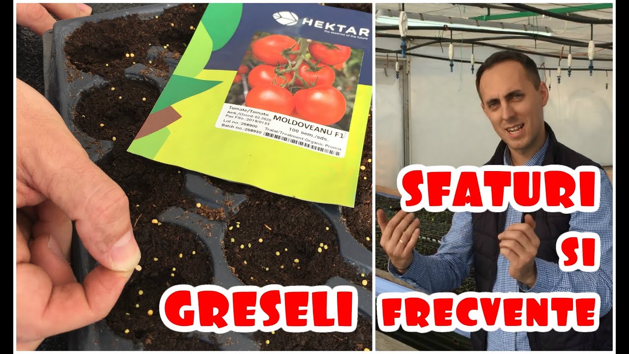 Răsaduri de tomate, SFATURI și GREȘELI