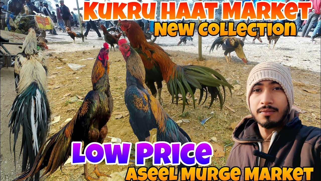 Kukru Haat Market New Collection Parrot Beak Aseel Murga Market 🐓 Jharkhand Aseel Murga Market 