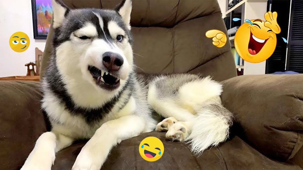 Try Not to Laugh at These Funny Dogs 2026 🐕 Best Compilation #4