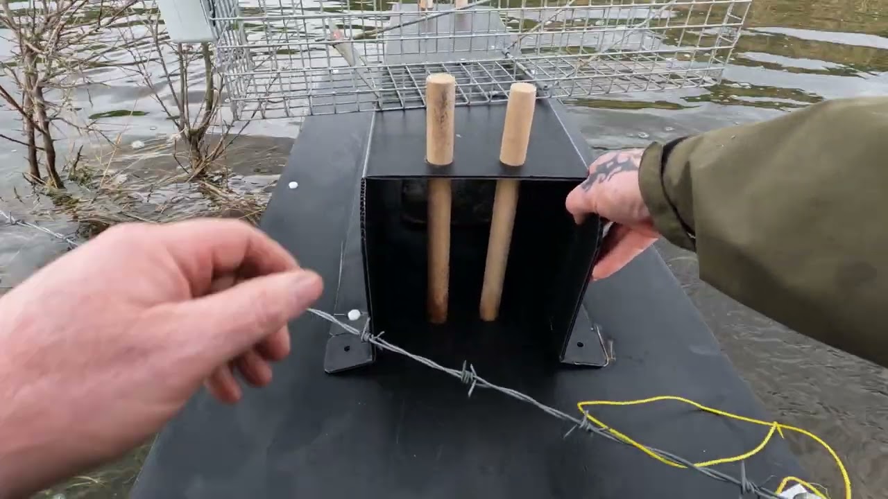 Mink Trapping