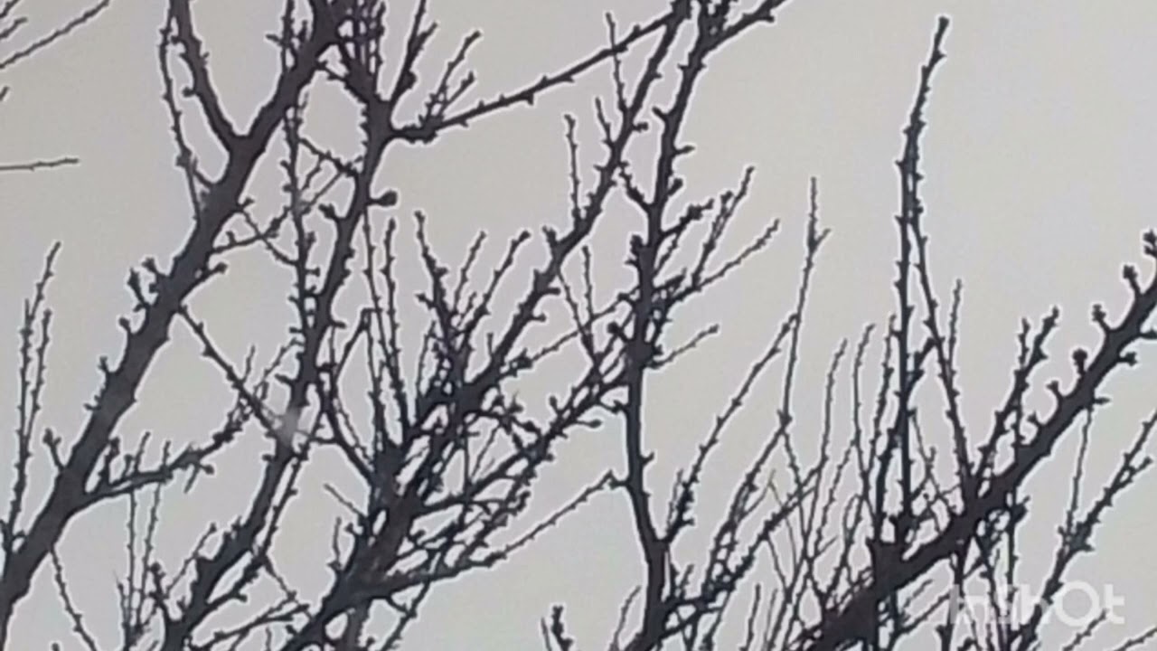 Amirkaan & Nisanur - Geri dönüşümüz-